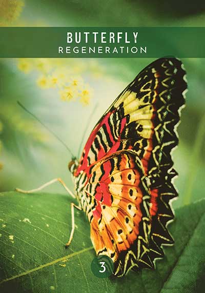 Messages from the Spirits of Nature Oracle - image 2