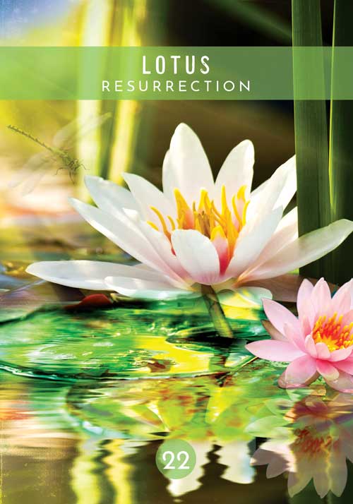 Messages from the Spirits of Nature Oracle - image 9